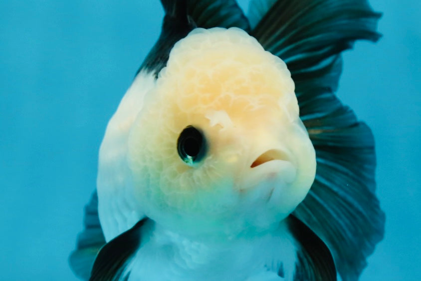 A Grade Panda Oranda Female 4.5  inches #121324OR_18