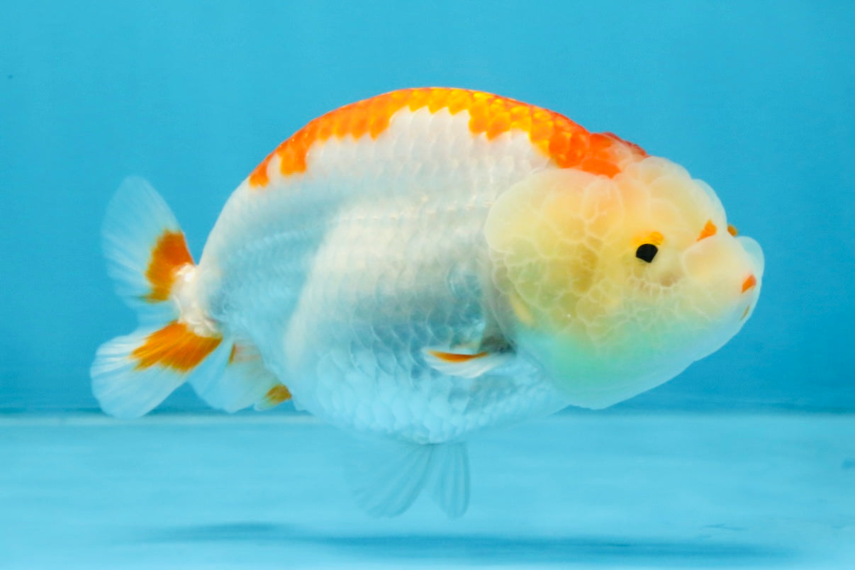 AAA Grade Red White LionQueen 4 inches #103125LC_24