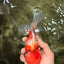 A Grade Sakura Oranda Male 5.5-6 inches #080726OR_19