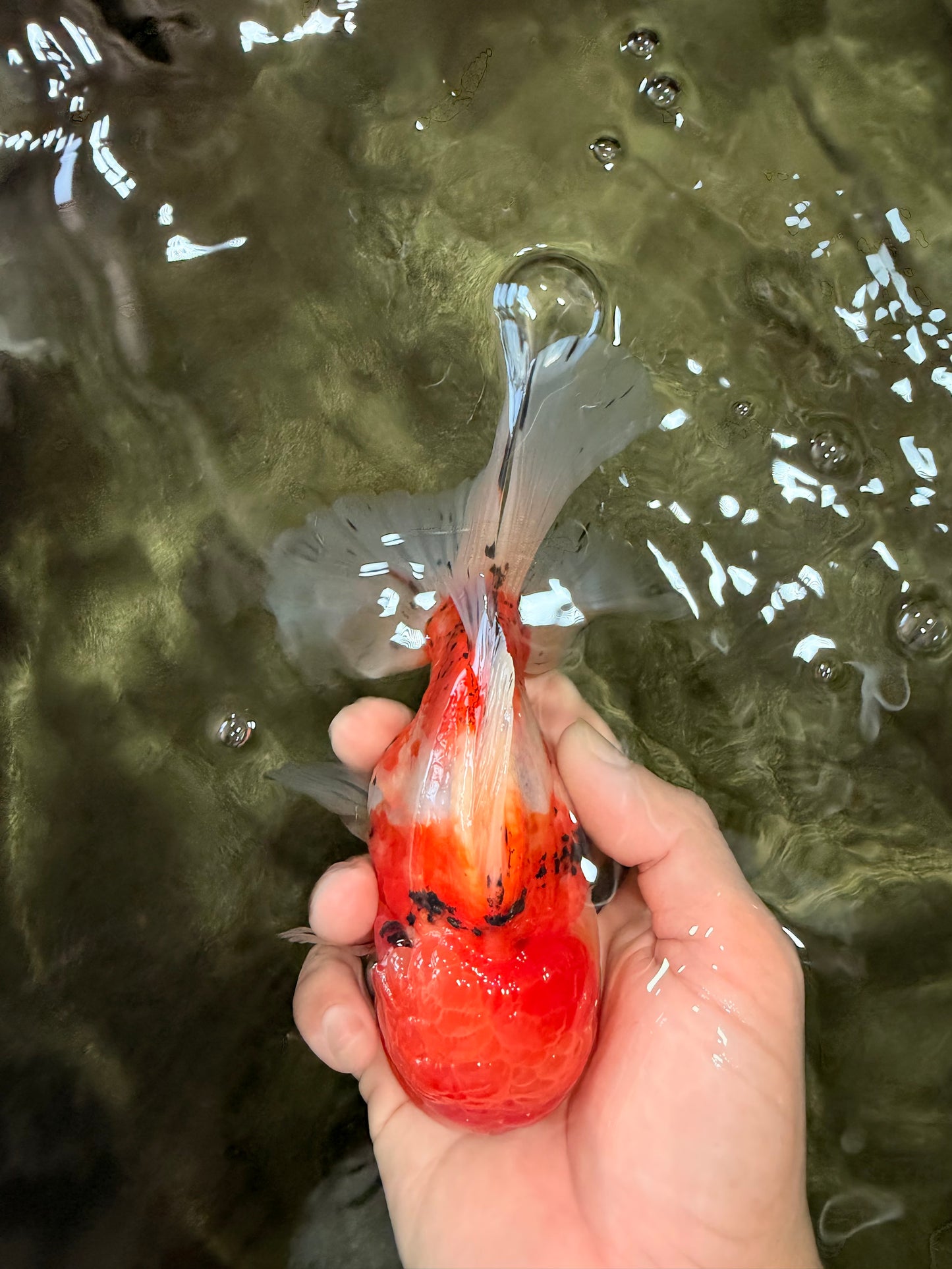 A Grade Sakura Oranda Male 5.5-6 inches #080726OR_19