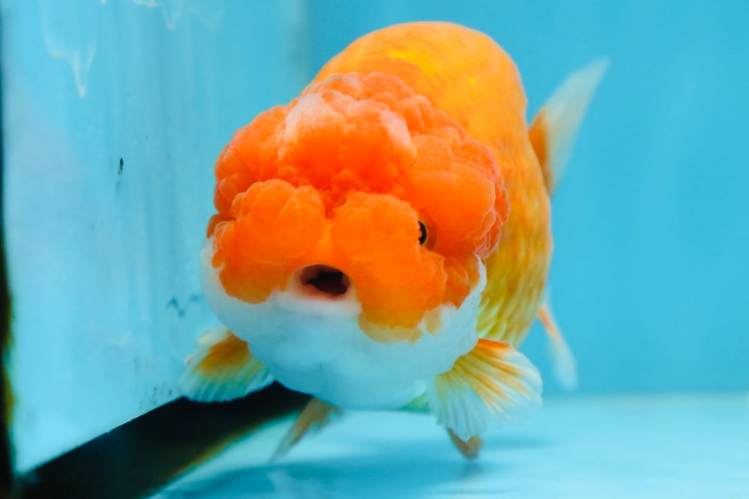 CHUBBY Red White Lionchu Female 5 inches #091225LC_04