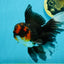 A Grade Tricolor Lava Head Oranda Male 5.5 inches #120624OR_04