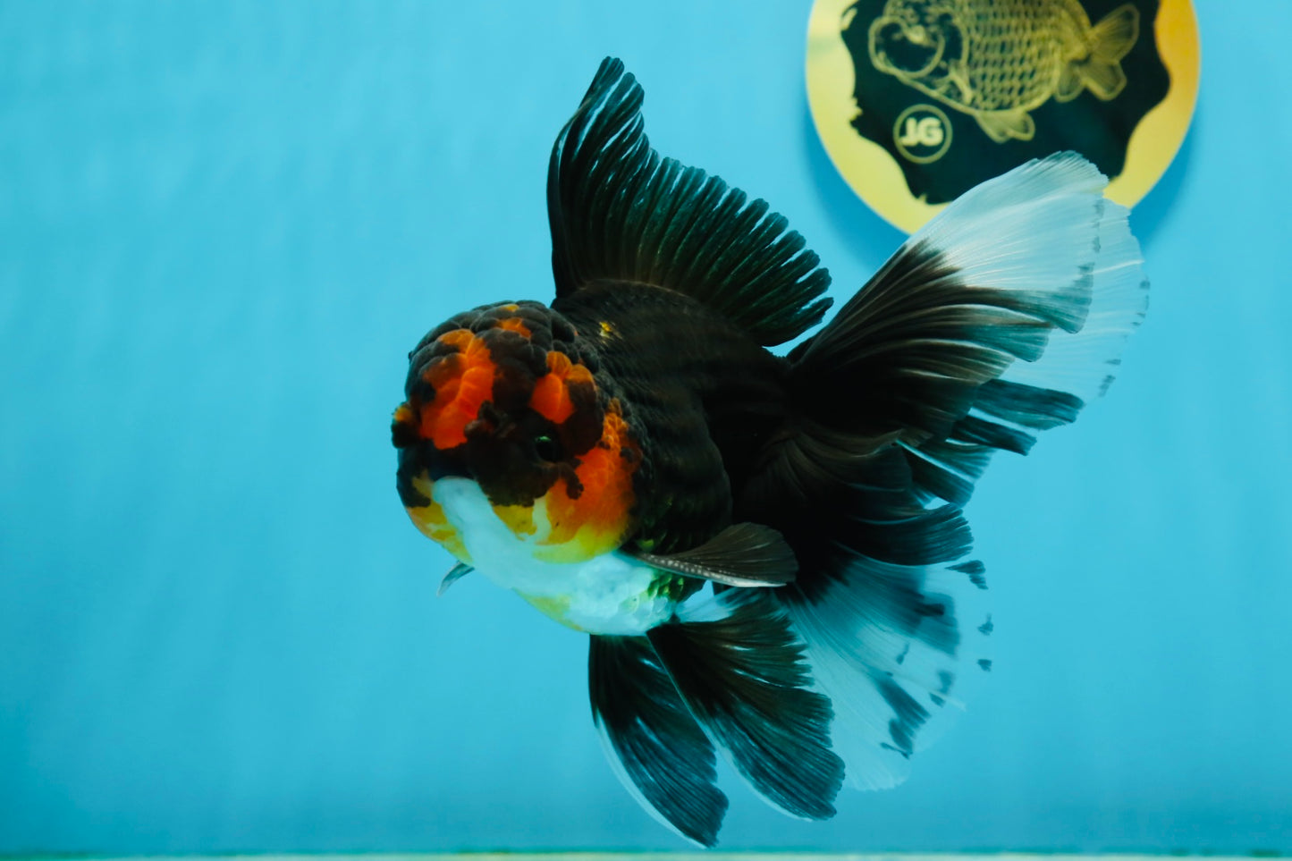 A Grade Tricolor Lava Head Oranda Male 5.5 inches #120624OR_04