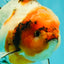 A Grade Sakura Oranda Male 6.5 inches #071726OR_24