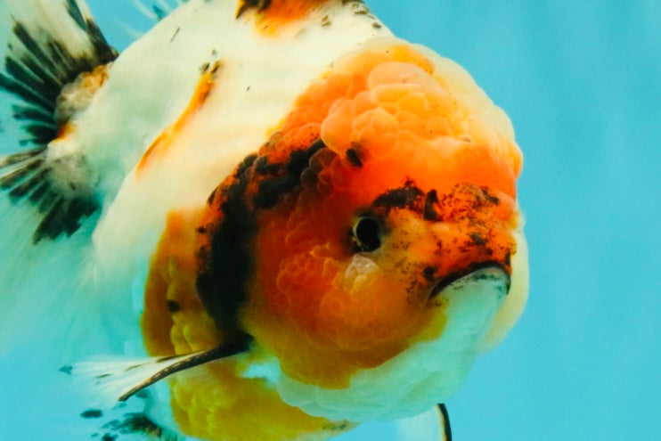 A Grade Sakura Oranda Male 6.5 inches #071726OR_24