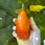 🍊 Chubby Orange Mirinda Lionchu Male 5 inches #0412LC_12