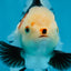 A Grade Tricolor Oranda Female 5-5.5 inches #081525OR_29