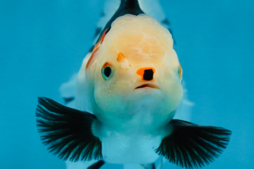 A Grade Tricolor Oranda Female 5-5.5 inches #081525OR_29