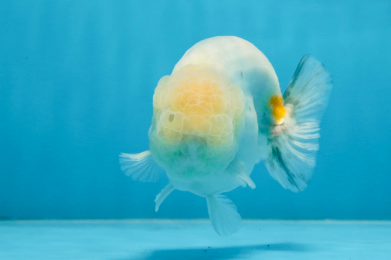 A Grade Marble LionKing Male 4.5-5 inches #070425LC_12