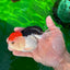 Red Head Tricolor Oranda Male 5.5 inches #0706OR_04