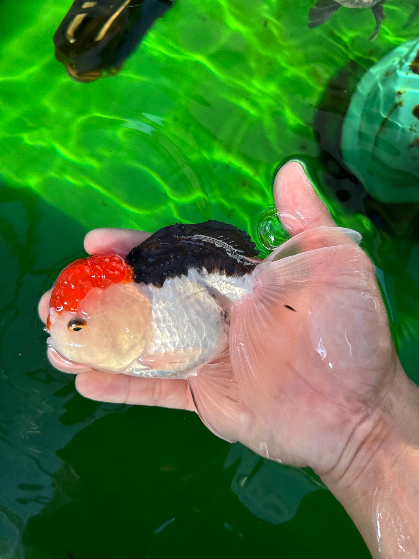 Oranda tricolor de cabeza roja, macho, 5,5 pulgadas, n.° 0706OR_04