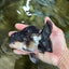 Panda Oranda Male 5 inches #091225OR_25