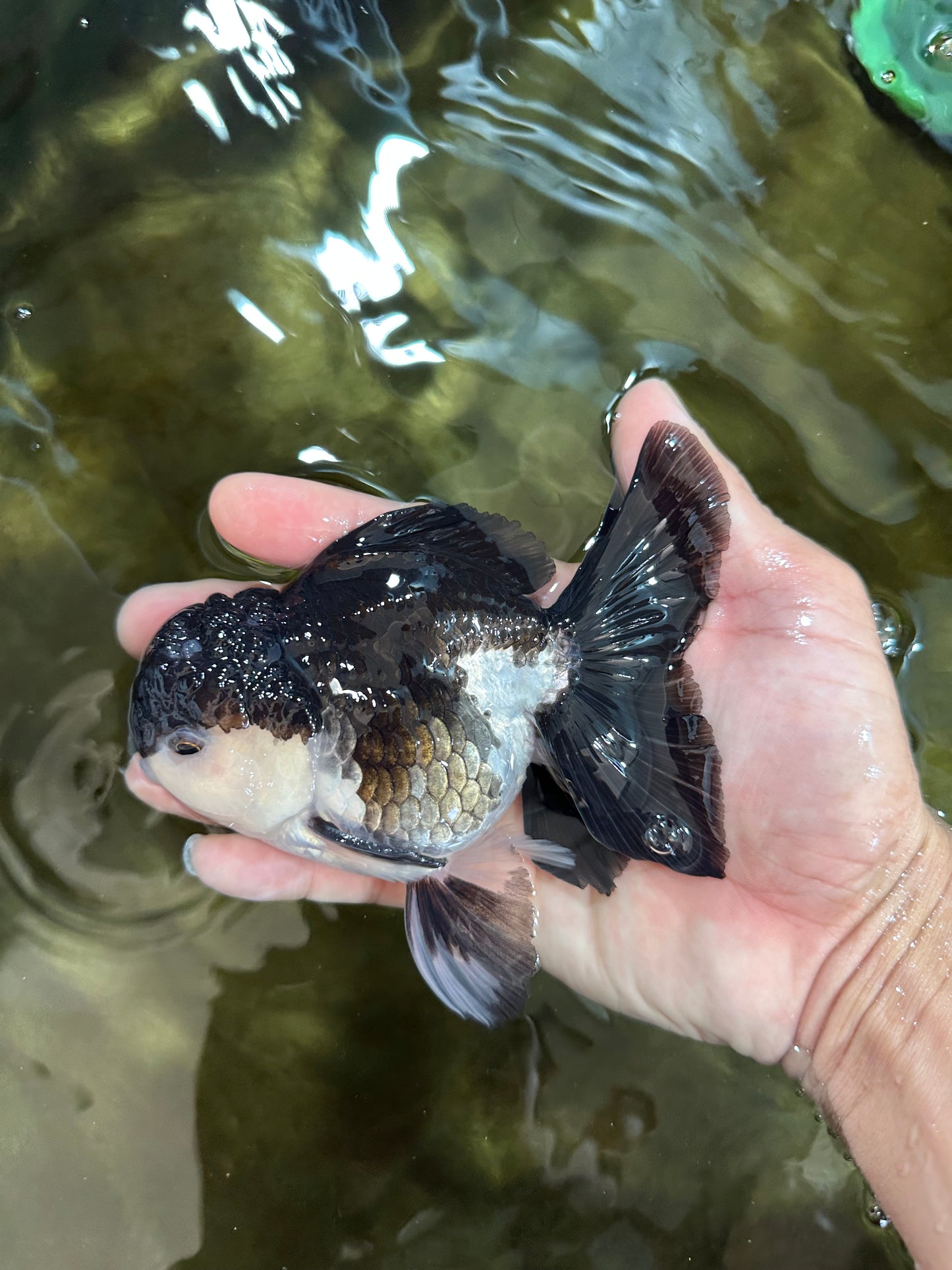 Panda Oranda Male 5 inches #091225OR_25