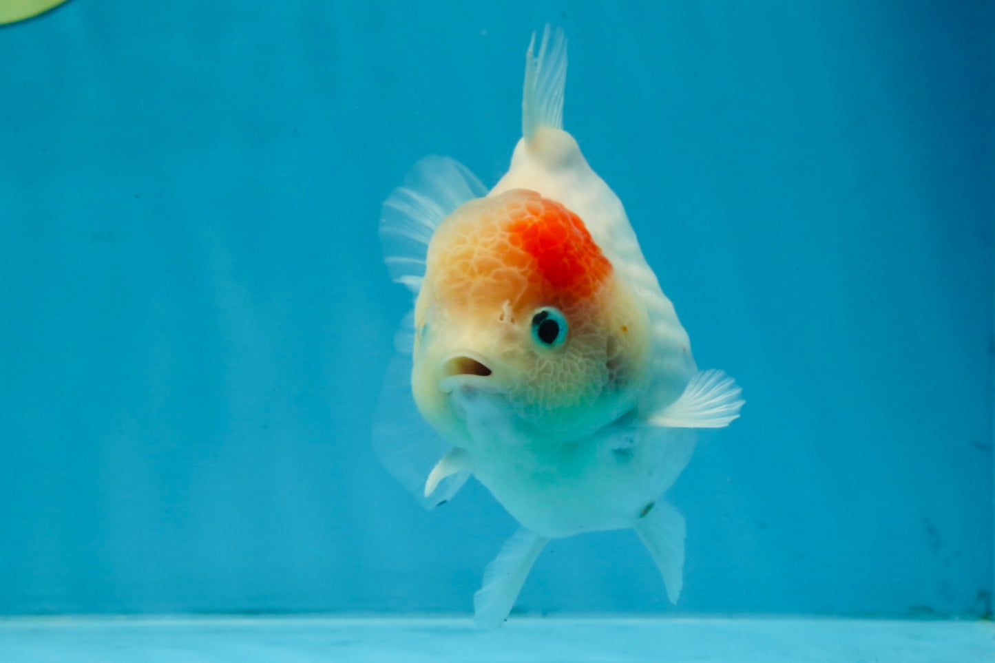 A Grade Sakura Yuanbao Male 4.5 inches #103125YB_01