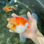 AAA Grade Godzilla Sakura Oranda Male 6 inches #053025OR_25