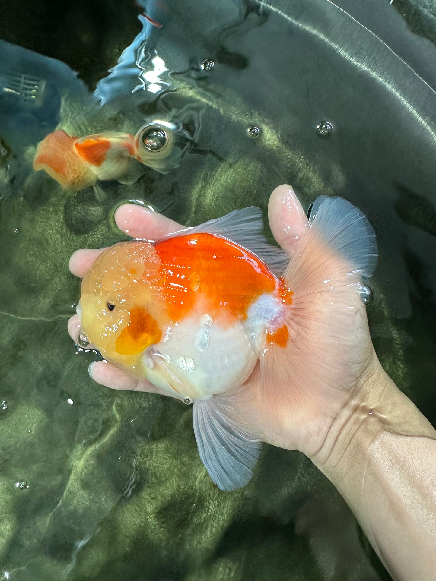 AAA Grade Godzilla Sakura Oranda Male 6 inches #053025OR_25