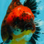 CHUNKY SUPER AAA Grade Godzilla Calico Oranda Male 6.5-7 inches #032726OR_07