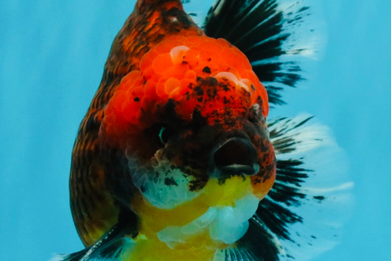 CHUNKY SUPER AAA Grade Godzilla Calico Oranda Male 6.5-7 inches #032726OR_07