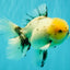 A Grade Marble Oranda Male 6 inches #062626OR_33