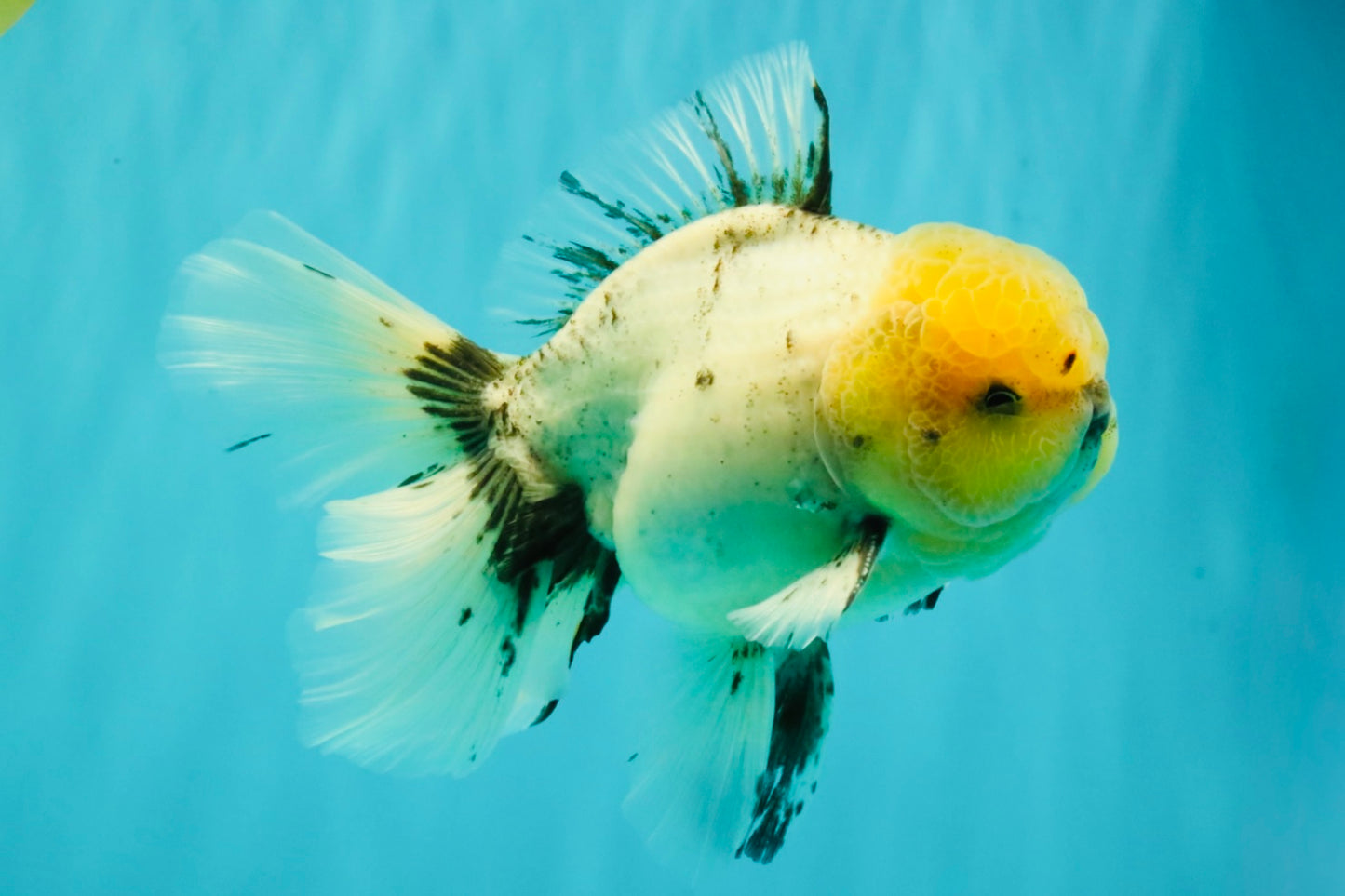 A Grade Marble Oranda Male 6 inches #062626OR_33