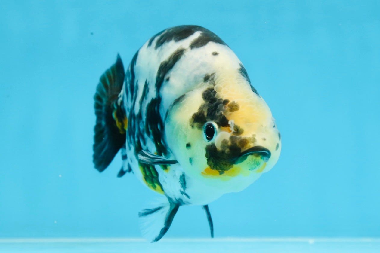 UNIQUE Ink Ranchu Female 5 inches #101725RC_15