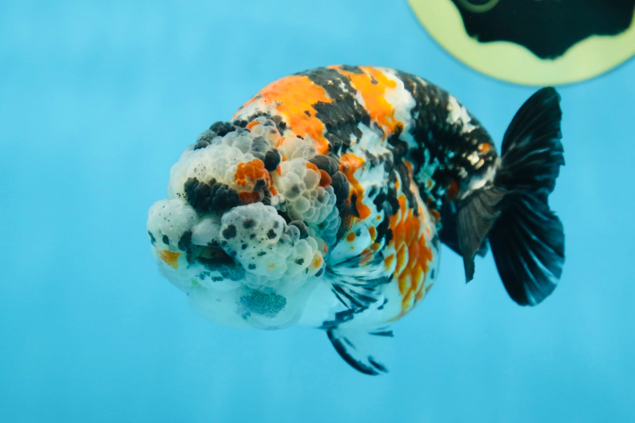 RARE AAA Grade Special Tricolor Tiger LionQueen 4.5-5 inches #082225LC_02