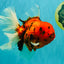 FLUFFY-TAIL AAA Grade Tiger Oranda Female 7-7.5  inches #100226OR_32
