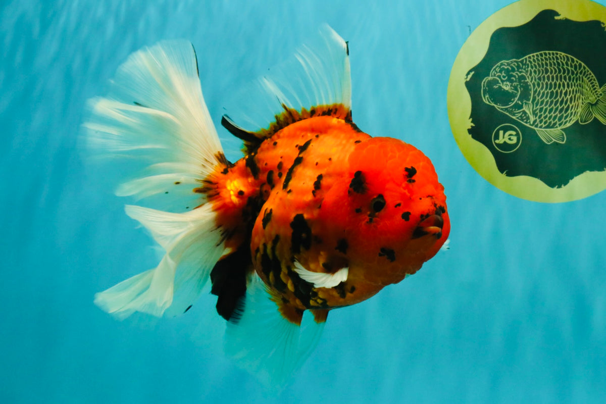 FLUFFY-TAIL AAA Grade Tiger Oranda Female 7-7.5  inches #100226OR_32