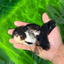 🐼 Panda Oranda Female 4.5-5 inches #0517OR_04