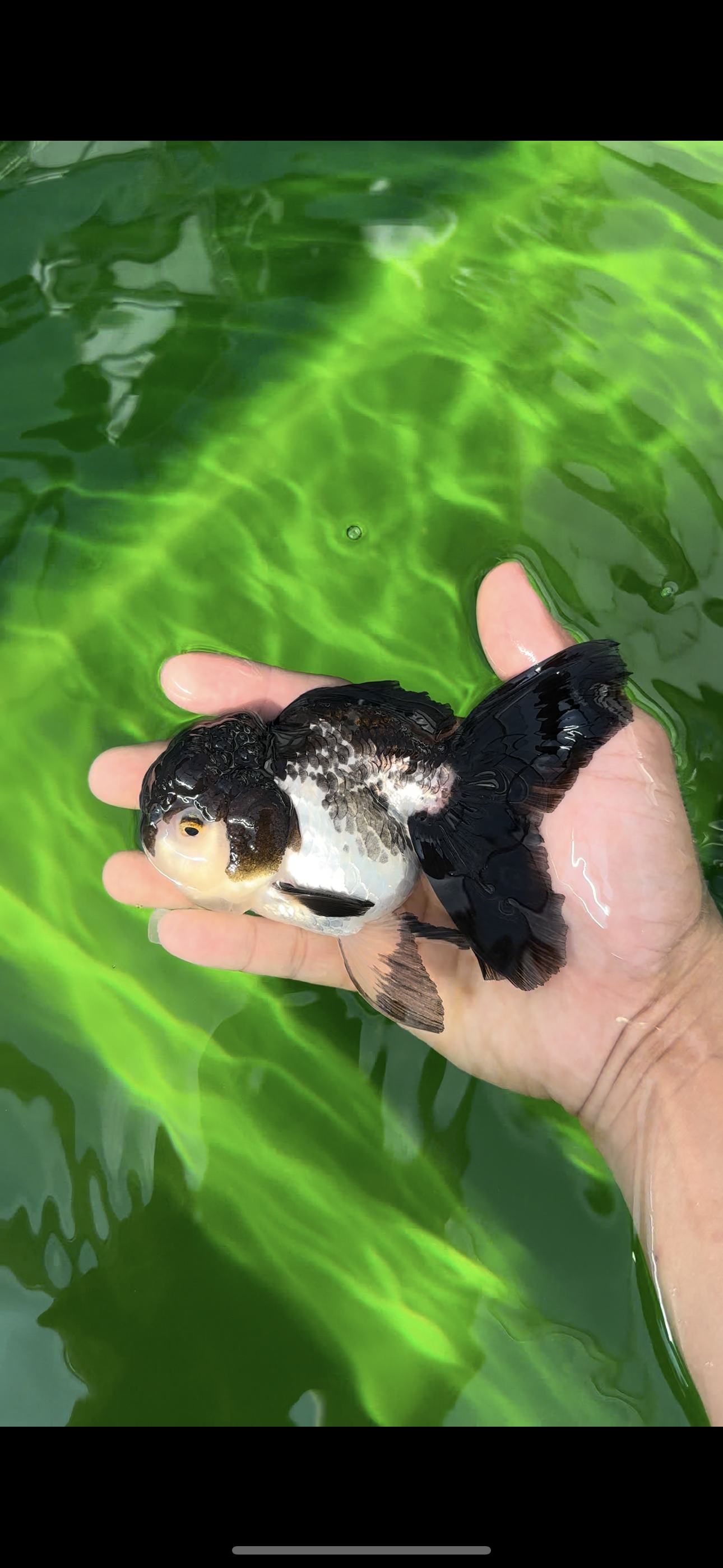 🐼 Panda Oranda Hembra 4.5-5 pulgadas #0517OR_04