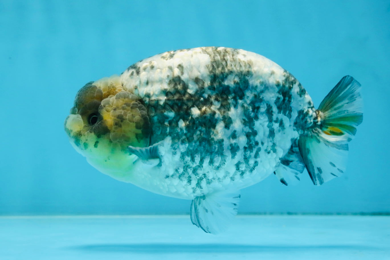 AAA Grade White Tiger LionQueen 5-5.5 inches #101025LC_17