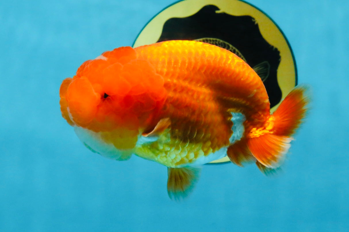 AAA Grade Red White LionQueen 4 inches #103125LC_25