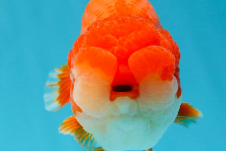 AAA Grade Red White LionKing 4.5 inches #050925LC_11