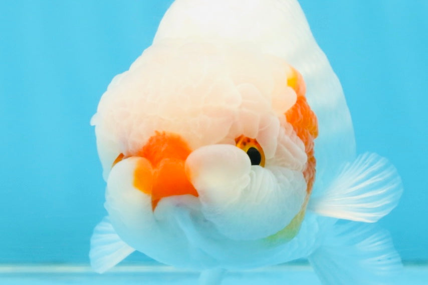 A Grade Red White LionKing 5-5.5 inches #112125LC_03