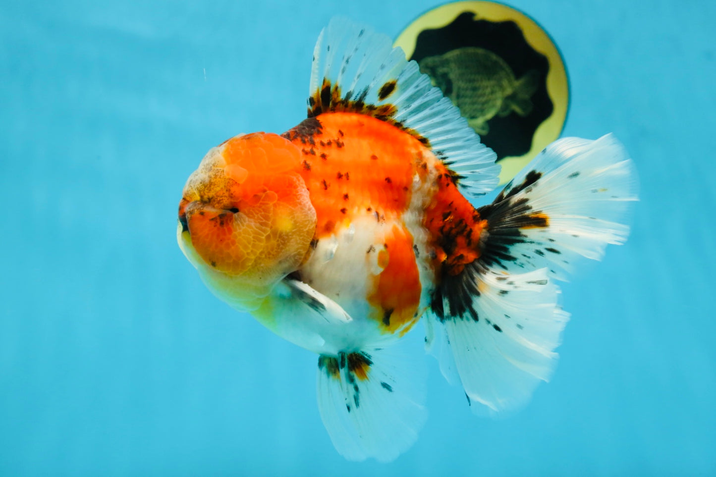 AAA Grade RARE Godzilla Calico Sakura Oranda Male 5.5 inches #051625OR_20