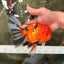 CHUNKY AAA Grade Tiger Oranda Male 6.5 inches #071726OR_27