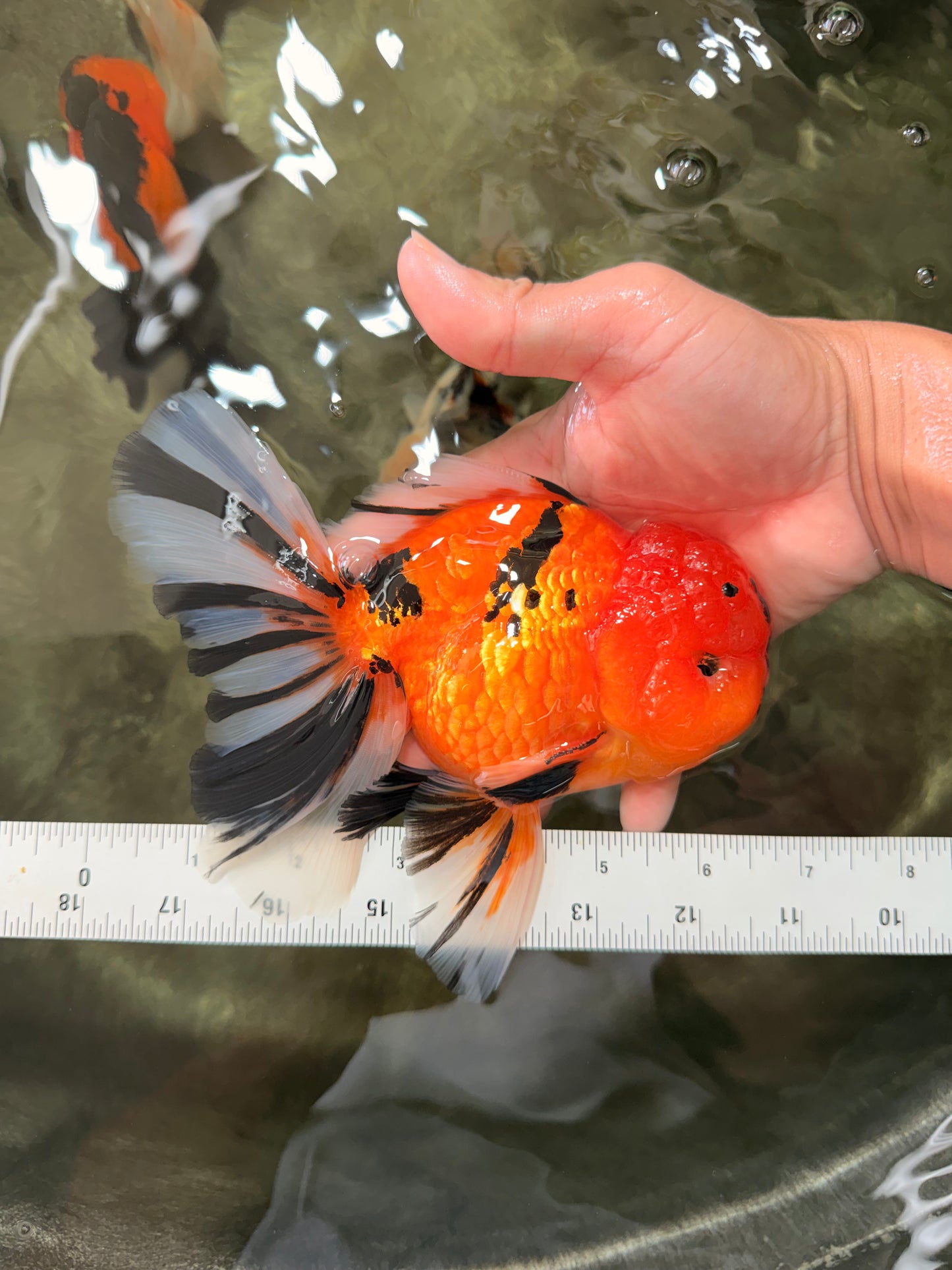 CHUNKY AAA Grade Tiger Oranda Male 6.5 inches #071726OR_27