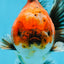 SPECIAL ROSE TAIL A Grade Calico Oranda Male 5.5 inches #120525OR_01