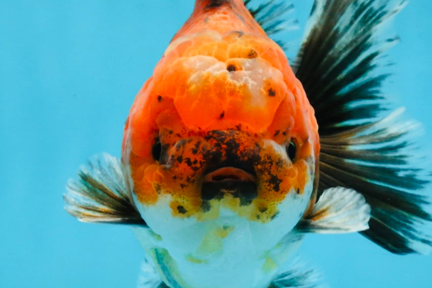 SPECIAL ROSE TAIL A Grade Calico Oranda Male 5.5 inches #120525OR_01