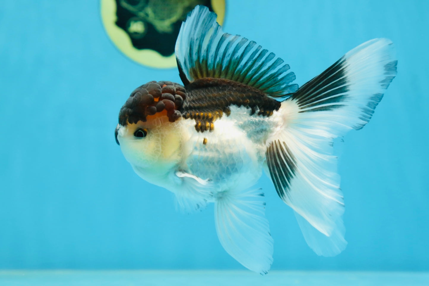 A Grade Panda Oranda Male 5-5.5 inches #080125OR_27
