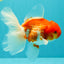 A Grade Red White Oranda Male 5.5 inches #102326OR_10