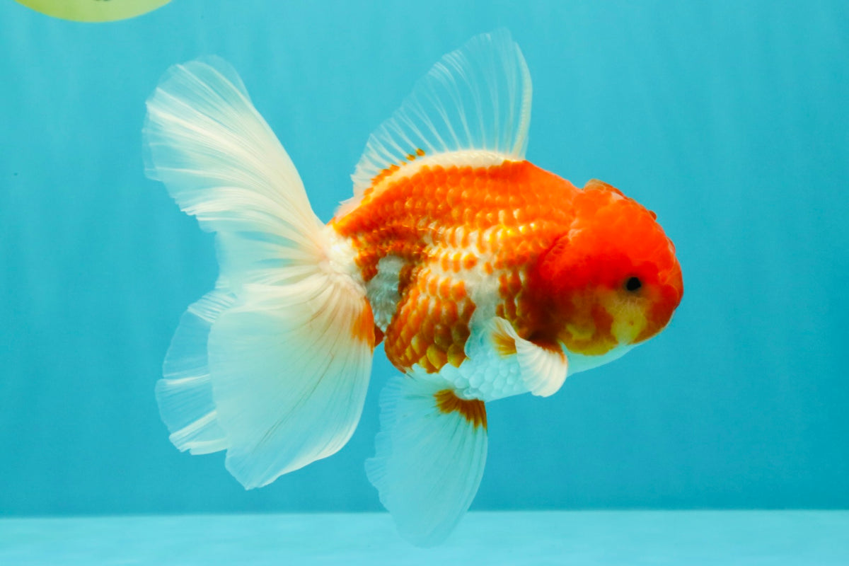 A Grade Red White Oranda Male 5.5 inches #102326OR_10