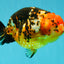 Jumbo Tricolor Chinese Ranchu Female 6.5 inches #032026RC_28