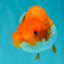 A Grade Red White LionQueen 4.5 inches #070326LC_33