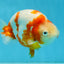 AAA Grade Special Red White Kohaku Chinese Ranchu Male 5 inches #101025RC_20