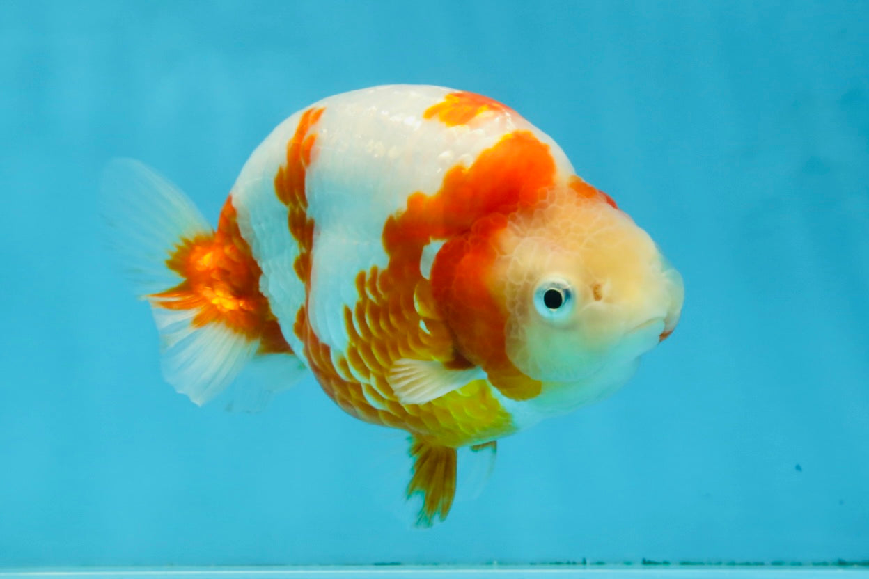 AAA Grade Special Red White Kohaku Chinese Ranchu Male 5 inches #101025RC_20