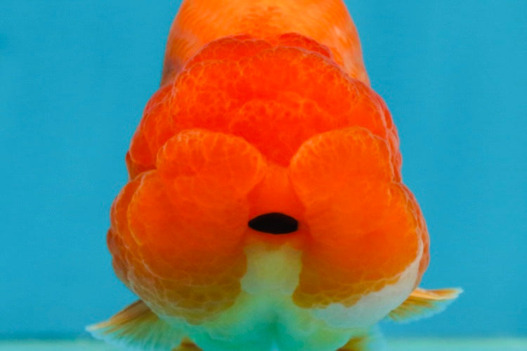 A Grade Solid Red LionKing 4 inches #062725LC_01