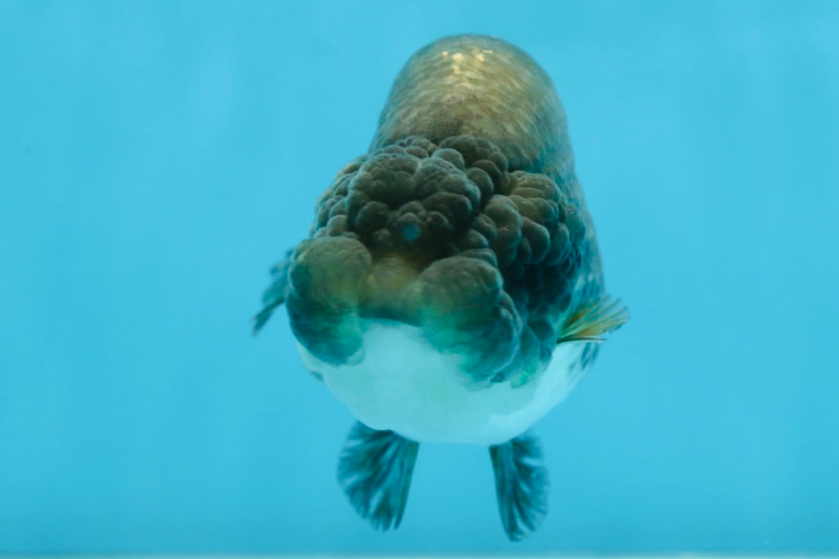 A Grade RARE Blue LionQueen 4.5 inches #062025LC_12