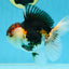 AAA Grade Tricolor Oranda Male 5 inches #080125OR_31