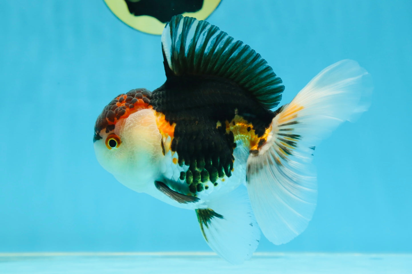 AAA Grade Tricolor Oranda Male 5 inches #080125OR_31